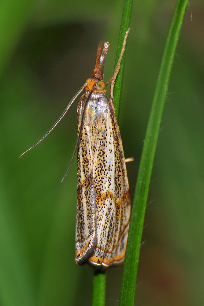 Crambidae - Thisanotia chrysonuchella